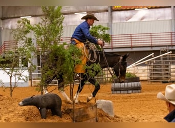 Maultier, Stute, 4 Jahre, 150 cm, Rappe