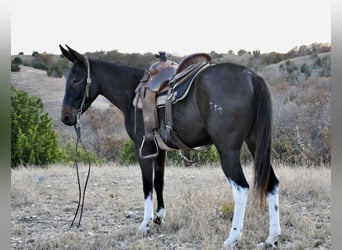 Maultier, Stute, 4 Jahre, 150 cm, Rappe