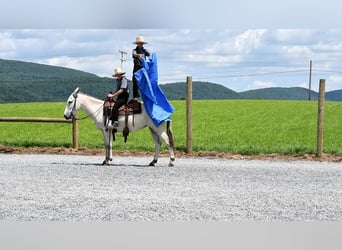 Maultier, Stute, 5 Jahre, 147 cm, Schimmel