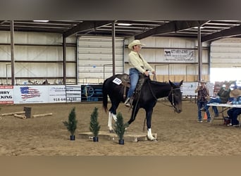 Maultier, Stute, 5 Jahre, 150 cm, Rappe