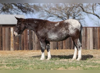 Maultier, Stute, 6 Jahre, 124 cm, Rotbrauner