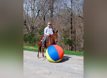 Maultier, Stute, 6 Jahre, 145 cm, Rotfuchs