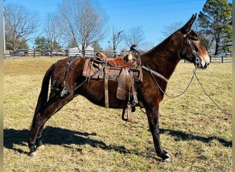 Maultier, Stute, 6 Jahre, 152 cm, Dunkelbrauner