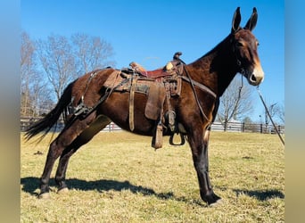 Maultier, Stute, 6 Jahre, 152 cm, Dunkelbrauner