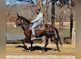 Maultier, Stute, 6 Jahre, 152 cm, Dunkelbrauner