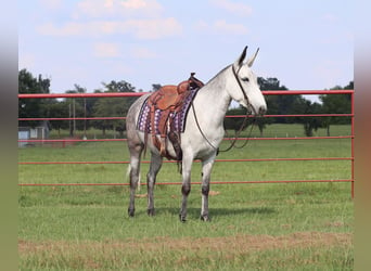 Maultier, Stute, 6 Jahre, 152 cm, Schimmel