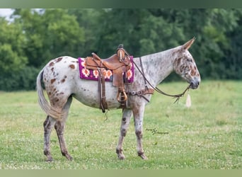 Maultier, Stute, 8 Jahre, Rotbrauner