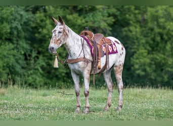 Maultier, Stute, 8 Jahre, Rotbrauner