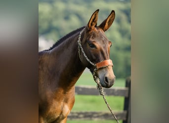 Maultier, Stute, 8 Jahre, Rotbrauner