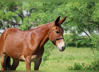 Maultier, Stute, 9 Jahre, 152 cm, Dunkelfuchs