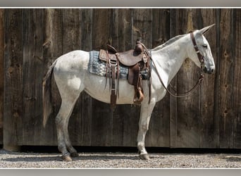 Maultier, Stute, 9 Jahre, 152 cm, Schimmel