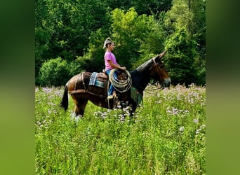 Maultier, Stute, 9 Jahre, 163 cm, Rotbrauner