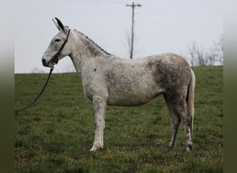 Maultier, Stute, 9 Jahre, Apfelschimmel