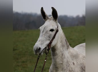 Maultier, Stute, 9 Jahre, Apfelschimmel