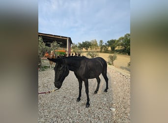 Maultier, Wallach, 10 Jahre, 143 cm, Rappe