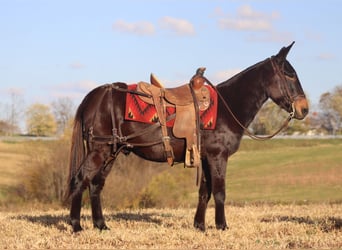 Maultier, Wallach, 10 Jahre, 150 cm, Rappe