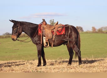 Maultier, Wallach, 10 Jahre, 150 cm, Rappe