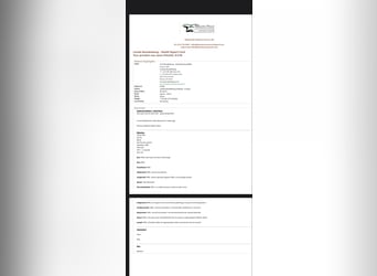 Maultier, Wallach, 10 Jahre, 157 cm, Rappe