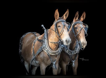 Maultier, Wallach, 10 Jahre, 160 cm, Schecke