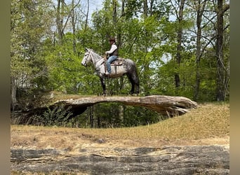 Maultier, Wallach, 10 Jahre, 168 cm, Schimmel