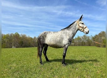 Maultier, Wallach, 10 Jahre, 168 cm, Schimmel