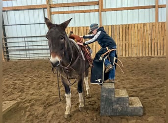 Maultier, Wallach, 11 Jahre, 142 cm, Grullo