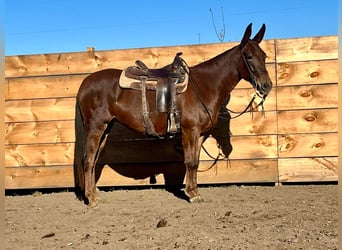 Maultier, Wallach, 11 Jahre, 145 cm, Dunkelfuchs