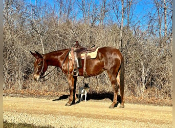 Maultier, Wallach, 11 Jahre, 145 cm, Dunkelfuchs