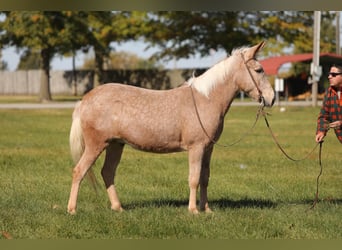 Maultier, Wallach, 11 Jahre, 145 cm, Palomino