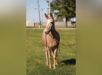 Maultier, Wallach, 11 Jahre, 145 cm, Palomino