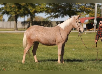 Maultier, Wallach, 11 Jahre, 145 cm, Palomino