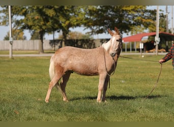 Maultier, Wallach, 11 Jahre, 145 cm, Palomino