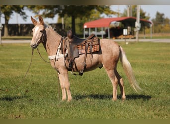 Maultier, Wallach, 11 Jahre, 145 cm, Palomino