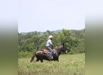 Maultier, Wallach, 11 Jahre, 145 cm, Rappe