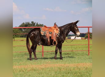 Maultier, Wallach, 11 Jahre, 145 cm, Rappe