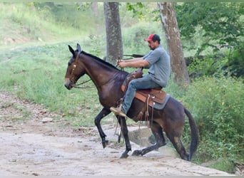 Maultier, Wallach, 11 Jahre, 152 cm, Rotbrauner