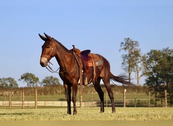 Maultier, Wallach, 11 Jahre, 152 cm, Rotbrauner