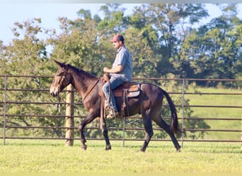 Maultier, Wallach, 11 Jahre, 152 cm, Rotbrauner