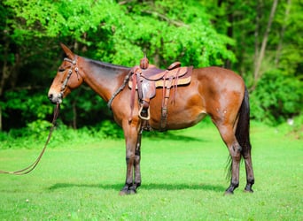 Maultier, Wallach, 11 Jahre, 165 cm, Rotbrauner