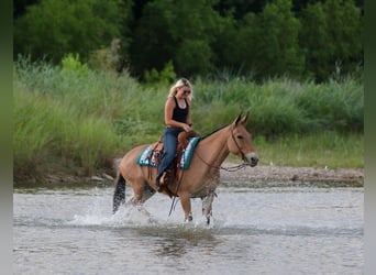 Maultier, Wallach, 11 Jahre, Falbe