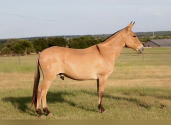 Maultier, Wallach, 11 Jahre, Falbe