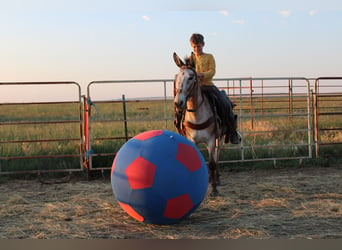 Maultier, Wallach, 12 Jahre, 127 cm, Roan-Bay