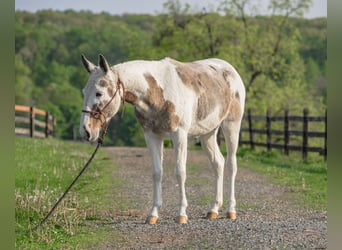 Maultier, Wallach, 12 Jahre, 137 cm