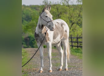 Maultier, Wallach, 12 Jahre, 137 cm