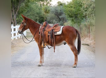 Maultier, Wallach, 12 Jahre, 142 cm, Dunkelfuchs