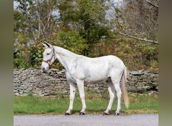 Maultier, Wallach, 12 Jahre, 145 cm, Schimmel