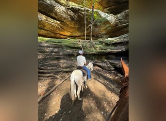 Maultier, Wallach, 12 Jahre, 145 cm, Schimmel