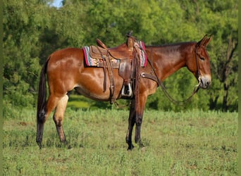 Maultier, Wallach, 12 Jahre, 147 cm, Rotbrauner