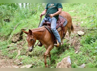 Maultier, Wallach, 12 Jahre, 152 cm, Dunkelfuchs