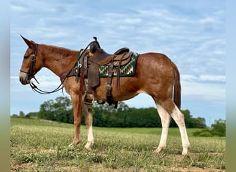 Maultier, Wallach, 12 Jahre, 152 cm, Dunkelfuchs